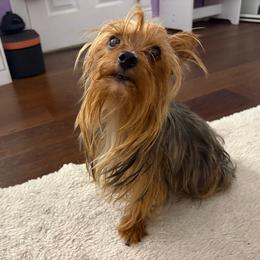 Frida - Yorkshire Terrier
