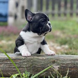 French Bulldog Puppies from Head Turner Kennels, LLC