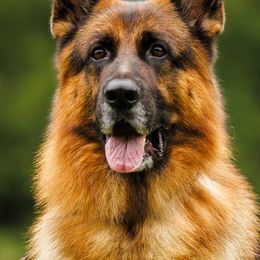 German Shepherds from Vom Goodchris German Shepherds