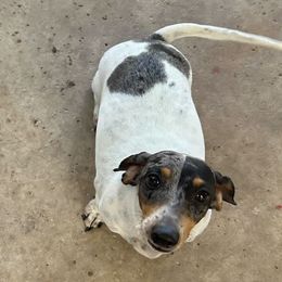 Dolly - Dachshund