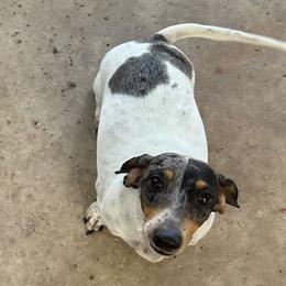 Dolly - Dachshund
