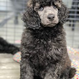 Poodle Puppies from Nay Design Poodles