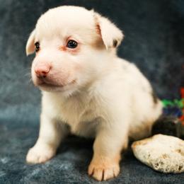 American Corgi, Cardigan Welsh Corgi, and Pembroke Welsh Corgi Puppies from Cal Beach Corgis