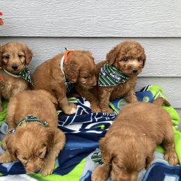 Goldendoodle and Poodle Puppies from South Sound Doodles