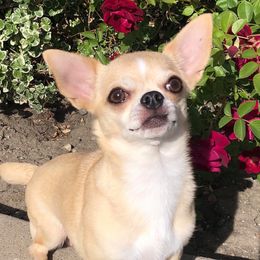 Chihuahuas from Casa de Chihuahua