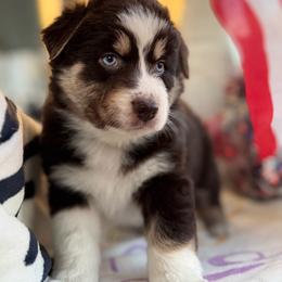Girl 3 - Red tri-color female Australian Shepherd puppy in Casco, Michigan from Colorful Dreamers Australian Shepherds