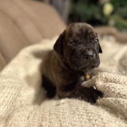 Orange - Black brindle male Cane Corso puppy in Opelousas, Louisiana from Azelees Cane Corso