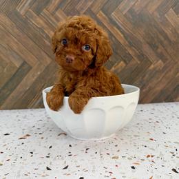 Nicole - Red female Cockapoo puppy in Beresford, South Dakota from DAKOTA DOOD RANCH
