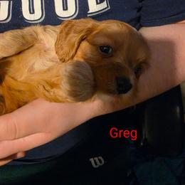 Greg - Apricot male Cavapoo puppy in Lincolnton, North Carolina from Home Sweet Home Puppies