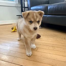 Navy - Wolf sable male Pomsky puppy in Doon, Iowa from Luxury Pomsky