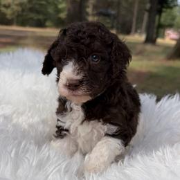 Pip Mint green collar - Brown female Poodle puppy in Clarkston, Washington from Doodle & Poodle Palace