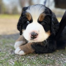 Bernese Mountain Dog Puppies from Royal Bernese Mountain Dogs
