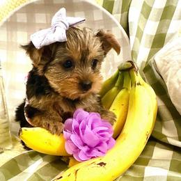 AKC Princess Posey - Black and tan female Yorkshire Terrier puppy in Fairview, West Virginia from Prims Puppies LLC