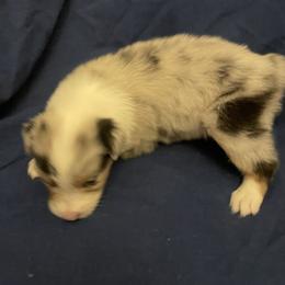 Gabriella - Blue merle female Australian Shepherd puppy in Hammond, Louisiana from Gold Ring Australian Shepherds