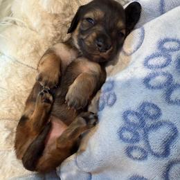 Akc Sisu - Red female Dachshund puppy in Erie, Michigan from Champagne’s Grinch Toe’d Dachshunds