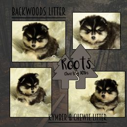 Roots - Black and white male Pomsky puppy in Claremore, Oklahoma from T-Town Acres