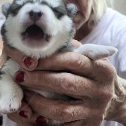 Girl 5 - female Alaskan Malamute puppy in Burton, Ohio from Northernlitesmalamutes