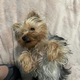 Biewer Terrier and Yorkshire Terrier Puppies from York Town California