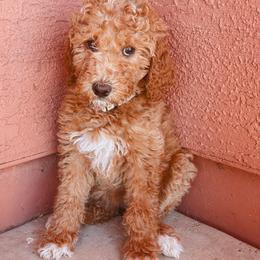Goldeen - Apricot female Poodle puppy in Phoenix, Arizona from Moonshine Kennels AZ