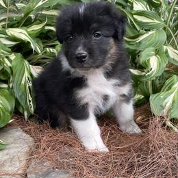 Caleb - Black tri-color male Australian Shepherd puppy in Winslow, Maine from Cowboy Aussies