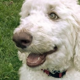 AJ - White Poodle puppy in Hubertus, Wisconsin from Jessica's Poodles