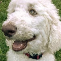 AJ - White Poodle puppy in Hubertus, Wisconsin from Jessica's Poodles
