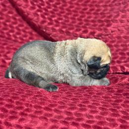 Grey Collar N - Fawn female Cane Corso puppy in Paris, Texas from Knucklehead Cane Corso