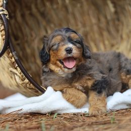 Aussiedoodle and Poodle Puppies from Cedar Wood Farms