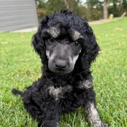 Green - Silver male Poodle puppy in Camdenton, Missouri from Silver Lining Poodles