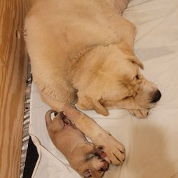 Catalina "cat" - Spanish Mastiff