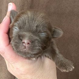 Liver Female Chocolate - Liver female Shih Tzu puppy in Kodak, Tennessee from Cutshall Babies