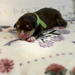 Australian Shepherd Puppies from Colorful Dreamers Australian Shepherds