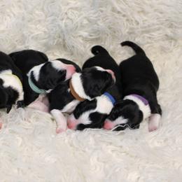 Border Collie Puppies from Team Reeves Ranch