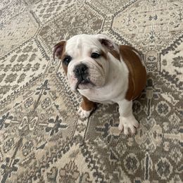 Bulldog and Poodle Puppies from Magic City Kennel