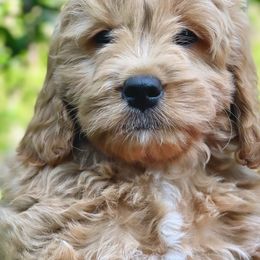 Bernedoodle and Goldendoodle Puppies from Lings Legacy Doodles