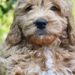 Bernedoodle and Goldendoodle Puppies from Lings Legacy Doodles
