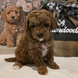 Bernedoodle, Goldendoodle, and Poodle Puppies from 4goldendoodles