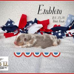 Emblem - Red merle female Miniature Australian Shepherd puppy in Madisonville, Texas from Flying LL Aussies