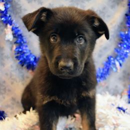 Black Collar Boy - Bi-color male German Shepherd puppy in Grants Pass, Oregon from Granville German Shepherds