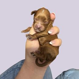 T Boo - Red female Cavapoo puppy in Picayune, Mississippi from JEN's Poodles