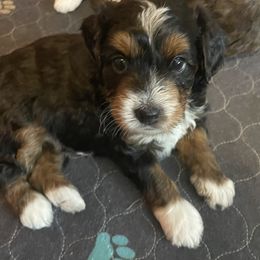 Remy - Black tri-color female Aussiedoodle puppy in Meridian, Idaho from Saguaro Jasper Aussiedoodles