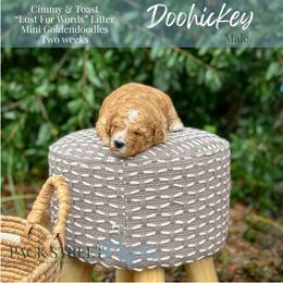 Doohickey - Apricot male Goldendoodle puppy in Paxville, South Carolina from Pack Street Pups