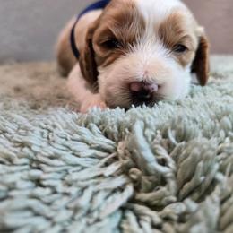 Hermes - Blenheim male Cavapoo puppy in Roseville, California from Heavenly Goldendoodles