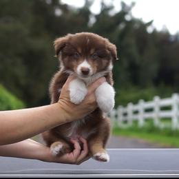 Archer - Red tri-color male Miniature American Shepherd puppy in Kamuela On The Big Island, Hawaii from Royal Hawaiian Aussies LLC