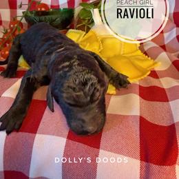 Ravioli - Peach - Black female Goldendoodle puppy in Harrisburg, Oregon from Dolly’s Doods