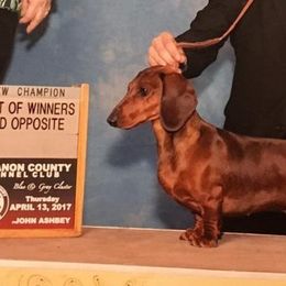 Cavalier King Charles Spaniels and Dachshunds from Mtn to Sea