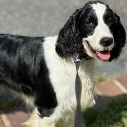 Always believe in Hope - Black and white female English Springer Spaniel puppy in Memphis, Tennessee from Lynn Bee Avenue
