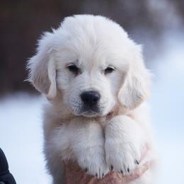 Frappe - Light golden male Golden Retriever puppy in Hagerstown, Maryland from Pinewood Acres Goldens