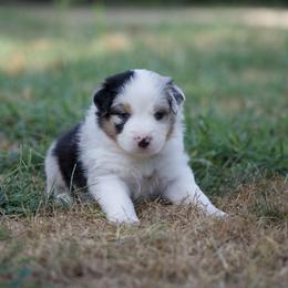 Gunther - Blue merle male Australian Shepherd puppy in Bertram, Texas from Ashley’s Australian Shepherds