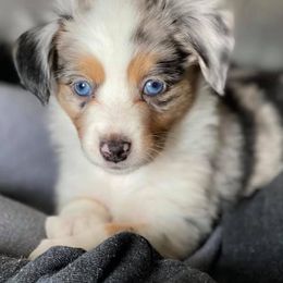Aussiedoodles and Miniature Australian Shepherds from 5 B Ranch